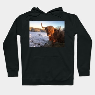 Scottish Highland Cattle Cow 2219 Hoodie